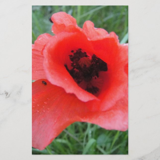 Roter Mohnblumenkelch Briefpapier (Vorderseite)