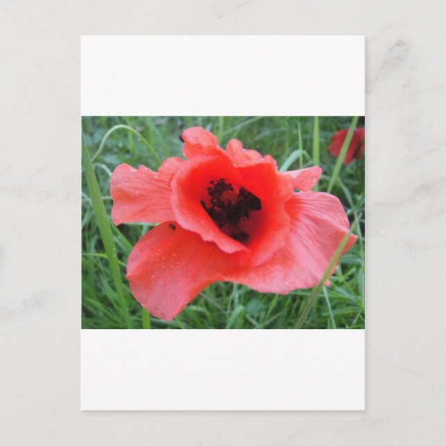 Roter Mohnblumenkelch Postkarte (Vorderseite)