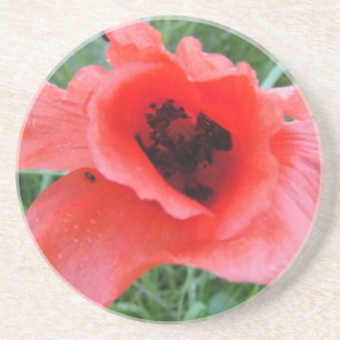 Roter Mohnblumenkelch Untersetzer