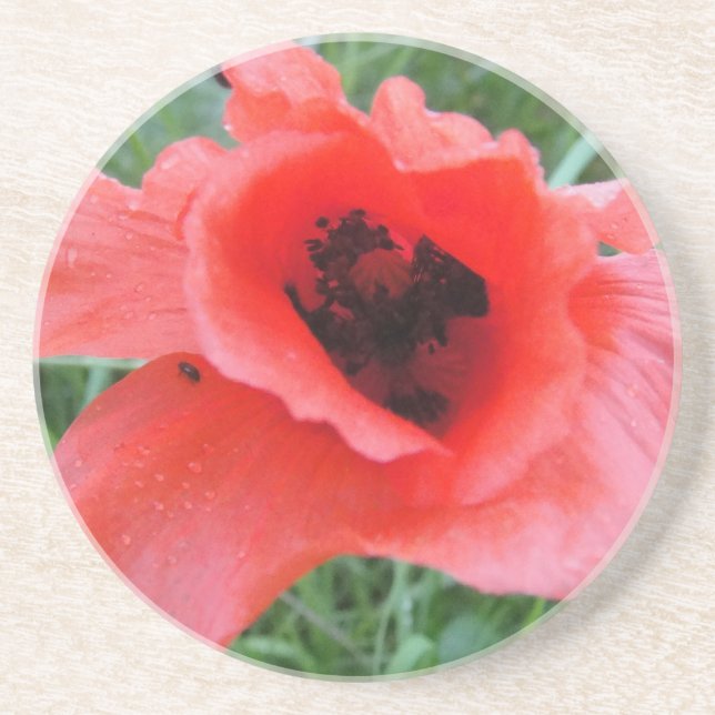 Roter Mohnblumenkelch Untersetzer (Vorne)