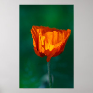 Roter Mohnposter Poster