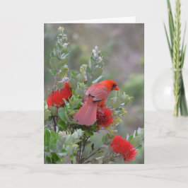 Roter NordKardinal in einem Lehua Baum Karte