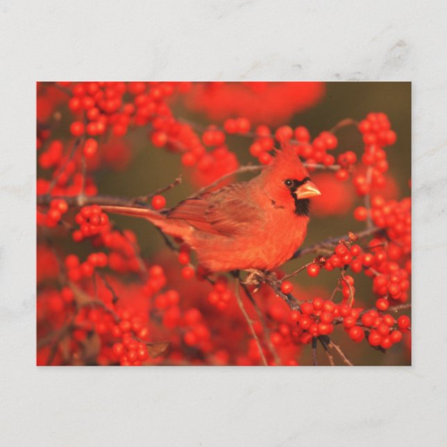 Roter Nördlicher Kardinal männlich, IL Postkarte (Vorderseite)