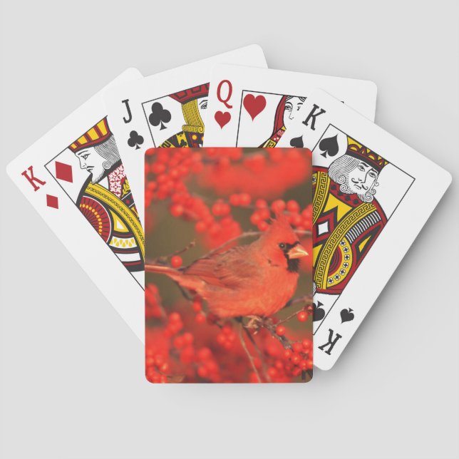 Roter Nördlicher Kardinal männlich, IL Spielkarten (Rückseite)