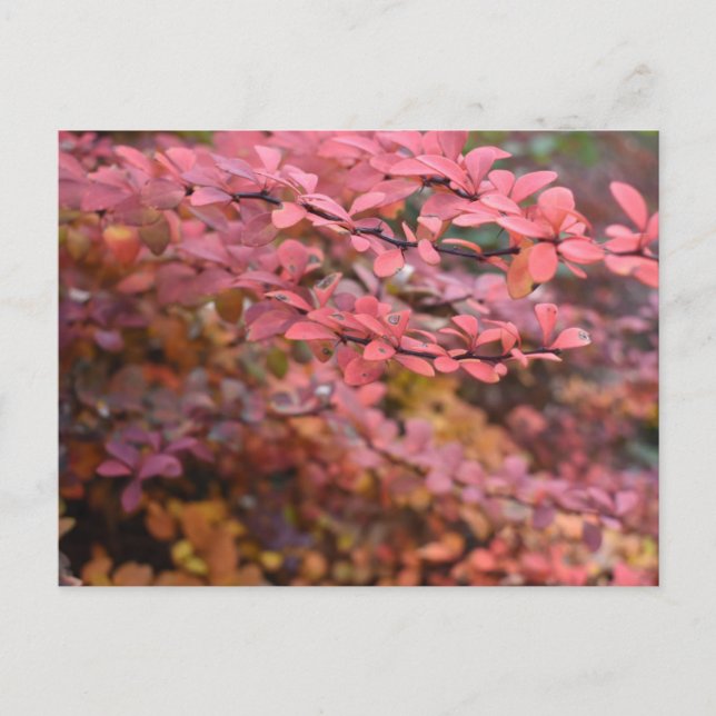 Roter Orange Fall Blätter Herbst Blätter Blätter N Postkarte (Vorderseite)