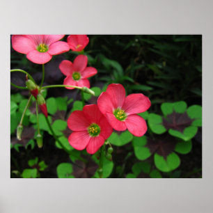 Roter Oxalis ~ Druck Poster