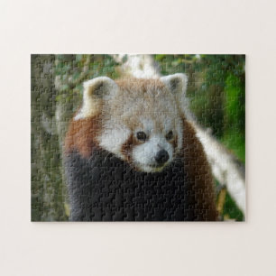 roter Panda