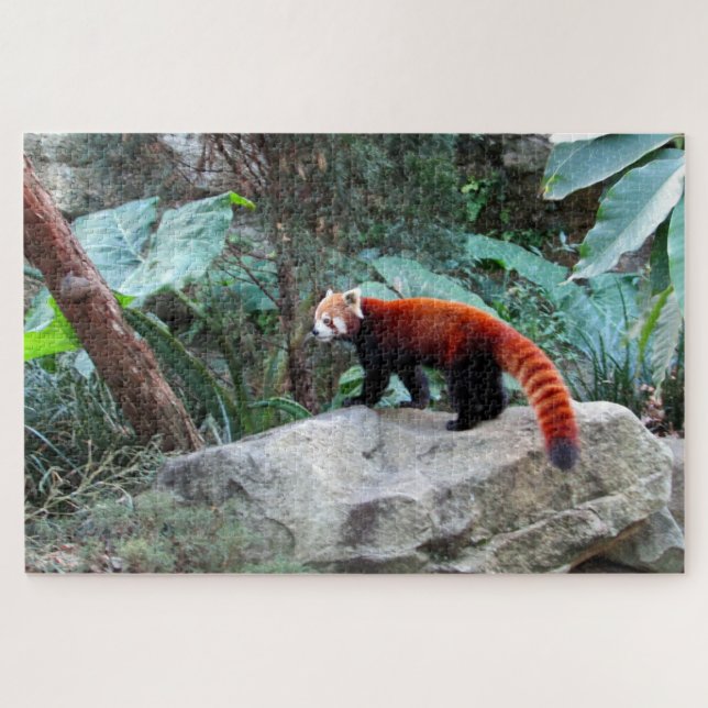 roter Panda (Horizontal)