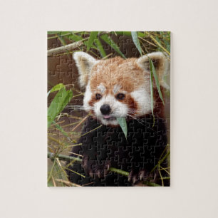 Roter Panda