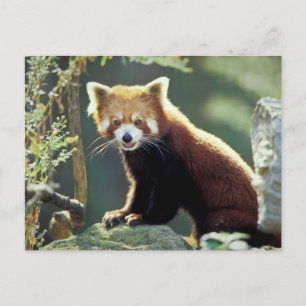 Roter Panda Ailurus fulgens) Postkarte