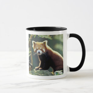 Roter Panda Ailurus fulgens) Tasse
