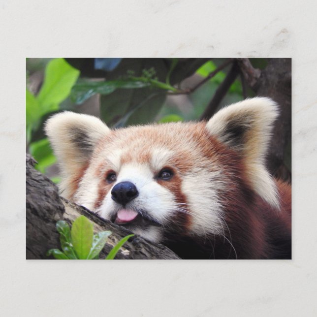 Roter Panda Ankündigungspostkarte (Vorderseite)