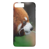 Roter Panda