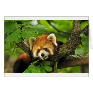 Roter Panda CUB