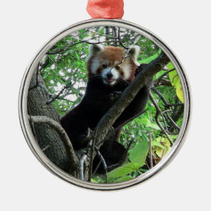 Roter Panda-erstklassige runde Verzierung Silbernes Ornament