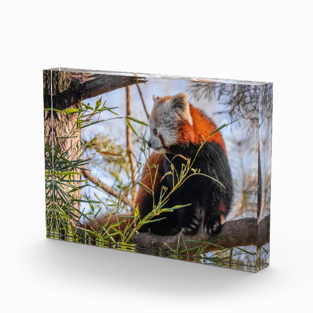 Roter Panda Fotoblock (Rechts)
