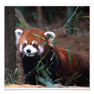 Roter Panda Fotodruck