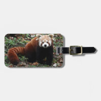 Roter Panda