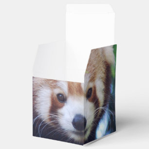 Roter Panda Geschenkschachtel