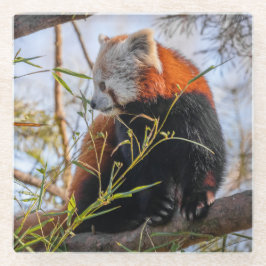 Roter Panda Glasuntersetzer