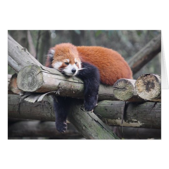Roter Panda Karte