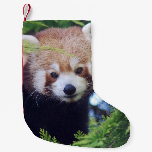 Roter Panda Kleiner Weihnachtsstrumpf (Vorderseite)