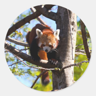 Roter Panda klettert den Baum runter Runder Aufkleber