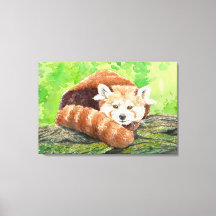 Roter Panda