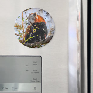 Roter Panda Magnet