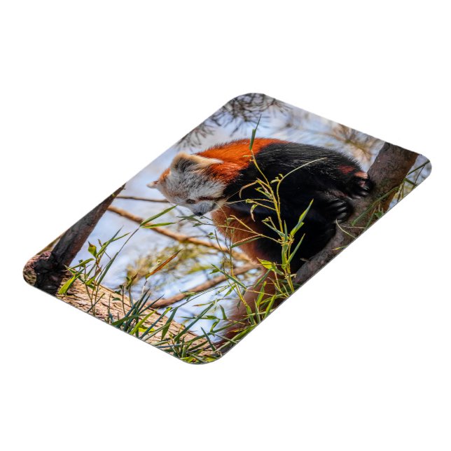 Roter Panda Magnet (Linke Seite)