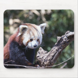 Roter Panda Mousepad