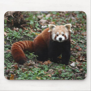 Roter Panda Mousepad