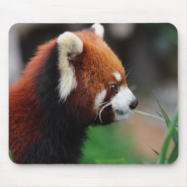 Roter Panda Mousepad (Vorne)