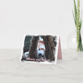 Roter Panda notecard: "Wo Sie gewesen? Du fehlst Karte