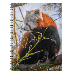 Roter Panda Notizblock