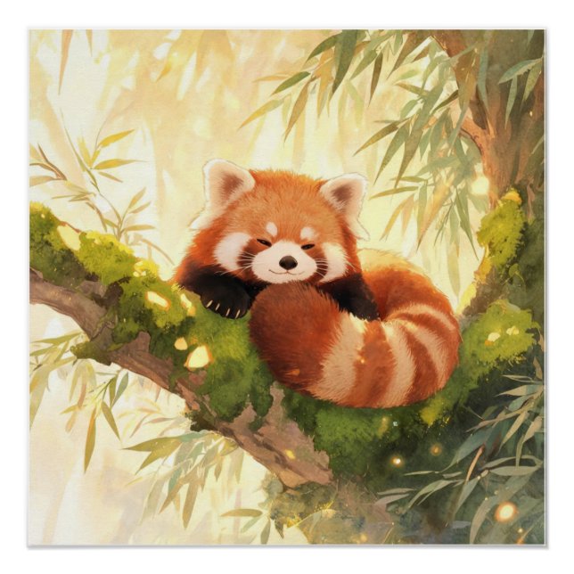 Roter Panda Poster (Vorderseite)