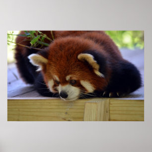 Roter Panda Poster