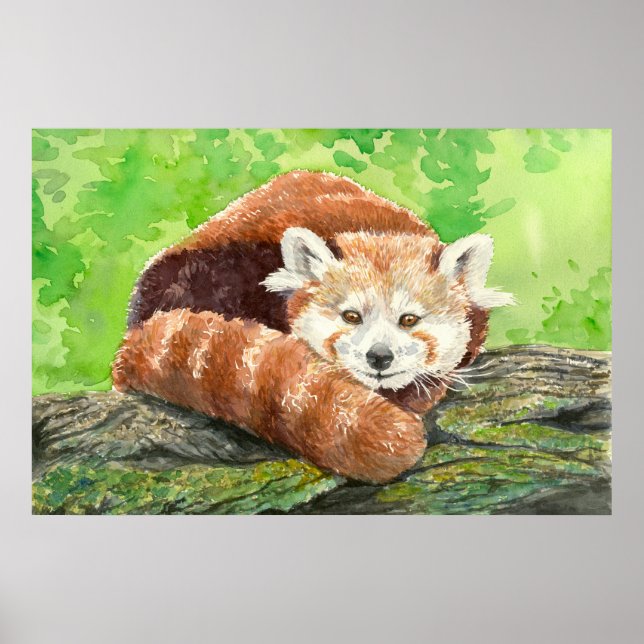 Roter Panda Poster (Vorne)