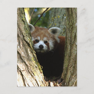 Roter Panda Postkarte