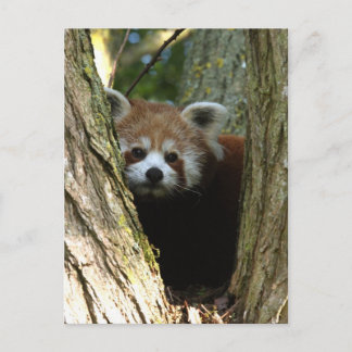 Roter Panda Postkarte