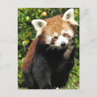 Roter Panda Postkarte