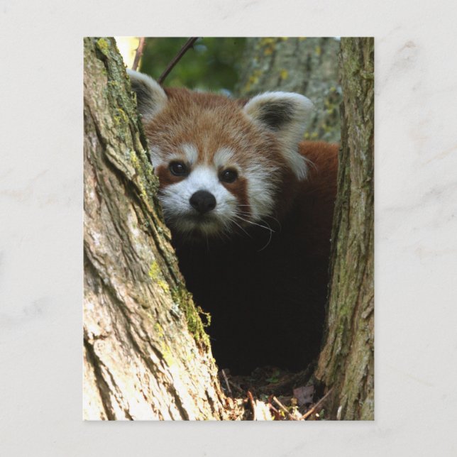 Roter Panda Postkarte (Vorderseite)