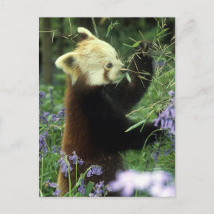 Roter Panda Postkarte