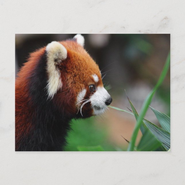 Roter Panda Postkarte (Vorderseite)