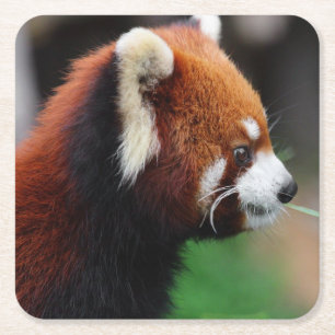 Roter Panda Rechteckiger Pappuntersetzer