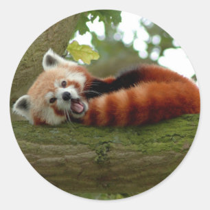 Roter Panda Rundaufkleber Runder Aufkleber