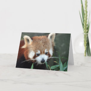 Roter Panda, Taronga Zoo, Sydney, Australien Karte