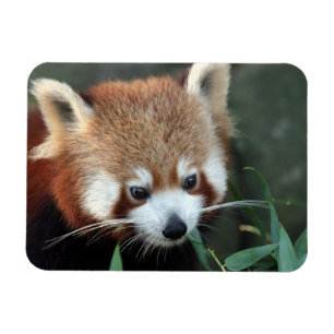 Roter Panda, Taronga Zoo, Sydney, Australien Magnet