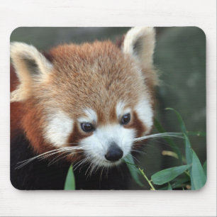 Roter Panda, Taronga Zoo, Sydney, Australien Mousepad
