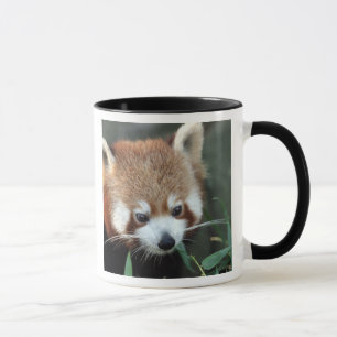 Roter Panda, Taronga Zoo, Sydney, Australien Tasse